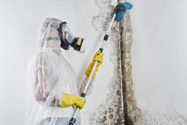 Best Industrial Mold Remediation  in Villa Ridge, MO